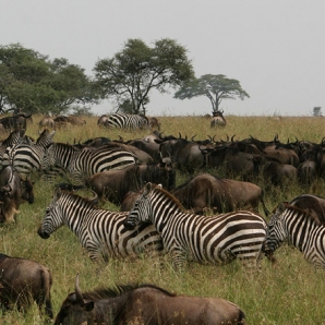 012-kenian-safari-ja-mombasa/05-Seepralauma-Amboselin-safari-Kenia