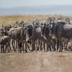 016a-kenian-ja-tansanian-suursafari/Aventura_Kenia_Masai-Mara_1