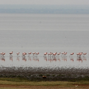 021-tansanian-safari-ja-sansibar/d3/08-Flamingot-Lake-Manyaran-safari-Tansania