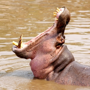 022b-tansanian-suursafari-ja-sansibar/d5/660x440-tansania-serengeti-hippo
