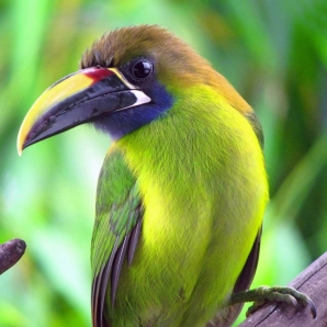 Costa_Rica_luontodiggarin_maa/bird_58