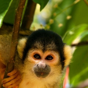 Costa_Rica_luontodiggarin_maa/monkey_01-1