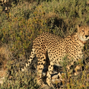 Kapkaupunki_ja_Krugerin_kansallispuisto/Leopardi
