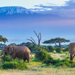 Kenian_suursafari/Norsut-Amboseli-Kenia