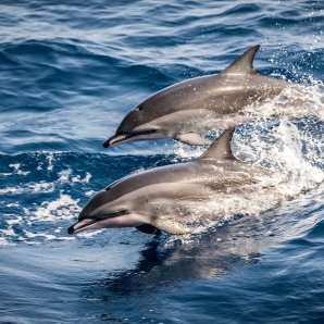 Suuri-Lansi-Afrikan-kiertomatka/Delfiinit-Benin