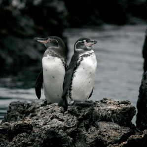 Valtiot/Ecuador/2020/Aventura-pingviinit-01-Galapagos