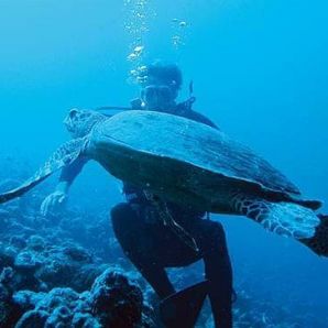 Valtiot/Malediivit/Moofushi-diving-turtle