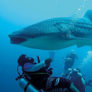 Valtiot/Malediivit/Moofushi-diving-whale-shark