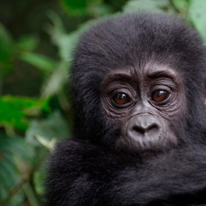Valtiot/Ruanda/Ruandan-kiertomatka/Ruanda-gorillat-kwitaizina