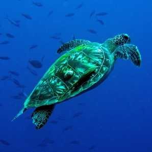 sukellus-tansania/Green-turtle