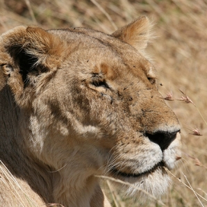012-kenian-safari-ja-mombasa/02-Leijona-Amboselin-safari-Kenia