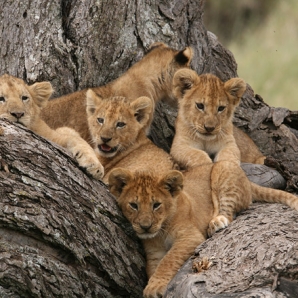 012-kenian-safari-ja-mombasa/04-Leijonanpennut-Amboselin-safari-Kenia