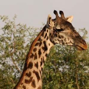 012-kenian-safari-ja-mombasa/15-Kirahvi-Taita-Hillsin-safari-Kenia