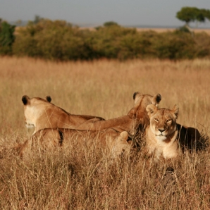 012-kenian-safari-ja-mombasa/16-Leijonat-Taita-Hillsin-safari-Kenia