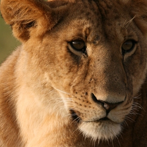 016b-kenian-ja-tansanian-suursafari-seka-sansibar/11-Leijona-Masai-Maran-safari-Kenia