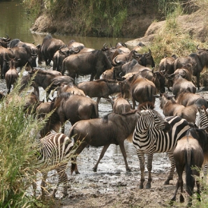 016b-kenian-ja-tansanian-suursafari-seka-sansibar/17-Juomapaikka-Serengetin-safari-Tansania