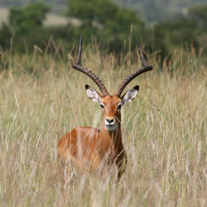 016b-kenian-ja-tansanian-suursafari-seka-sansibar/18-Impala-Serengetin-safari-Tansania