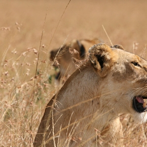 021-tansanian-safari-ja-sansibar/d3/12-Leijonat--Ngorongoron-kraatteri-Tansania