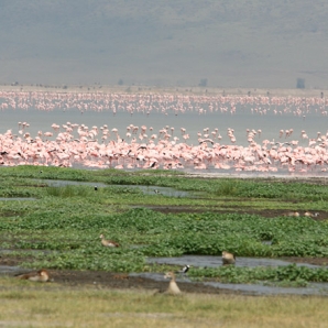 022a-tansanian-suursafari/d3/06-Flamingot-Lake-Manyaran-safari-Tansania