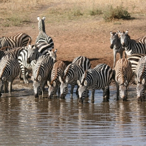 022a-tansanian-suursafari/d5/10-Seepralauma-Serengetin-safari-Tansania