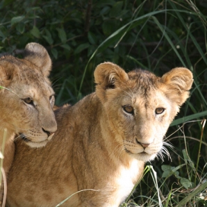 022b-tansanian-suursafari-ja-sansibar/d2/02-Leijonanpennut-Tarangiren-safari-Tansania