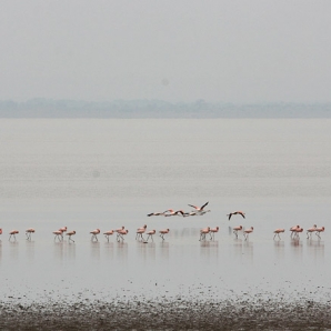 022b-tansanian-suursafari-ja-sansibar/d3/04-Flamingoparvi-Lake-Manyaran-safari-Tansania