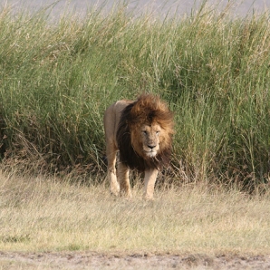 022b-tansanian-suursafari-ja-sansibar/d3/07-Urosleijona-Ngorongoron-kraatteri-Tansania