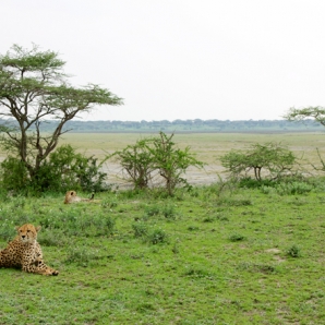 022b-tansanian-suursafari-ja-sansibar/d5/660x440-tansania-serengeti-leopardit