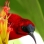 Costa Rica: Luontodiggarin maa