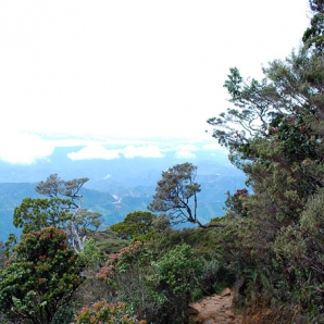 129a-Borneo_ja_Mt_Kinabalu/d6/7