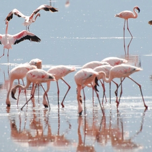 2018/huhtikuu/Flamingot-Kenia
