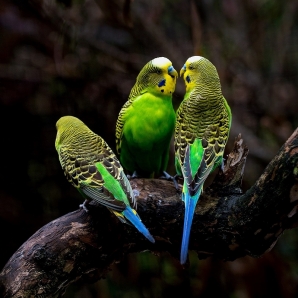 Australia-Queensland-Uluru-Melbs/Parrots-Port-Douglas