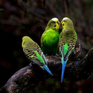 Australia-Sydney-Cairns-melbs/Parrots-Port-Douglas