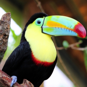 Costa_Rica_luontodiggarin_maa/bird_25