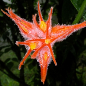 Costa_Rica_luontodiggarin_maa/flower_34