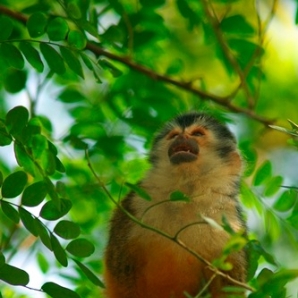 Costa_Rica_luontodiggarin_maa/monkey_14
