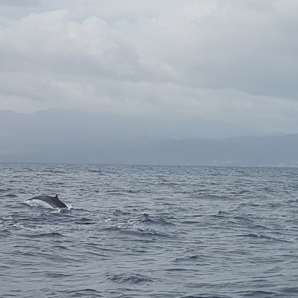Dominica_luksus/delfiinit