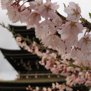 Japani_nousevan_auringon_maa/kirsikkapuu