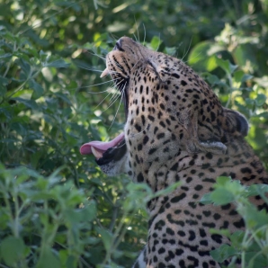 Kapkaupunki_ja_Krugerin_kansallispuisto/Haukottelava-leopardi