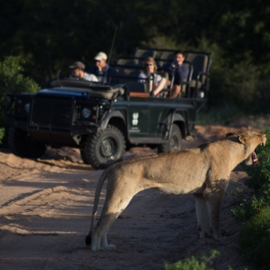 Kapkaupunki_ja_Krugerin_kansallispuisto/Leijona
