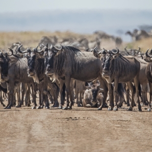 Kenian_suursafari/Aventura_Kenia_Masai-Mara_1