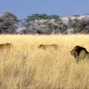 Kenian_suursafari/Aventura_Kenia_Masai-Mara_3