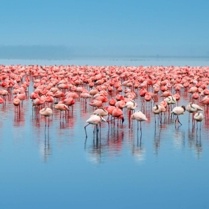 Kenian_suursafari/Flamingot-Nakuru-Kenia