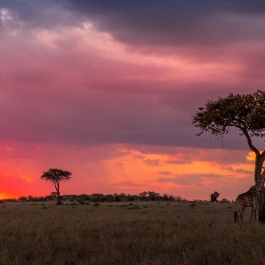 Kenian_suursafari/Kirahvit-Masai-Mara-Kenia