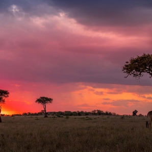 Kenian_suursafari_ja_Etela-Mombasa/Kirahvit-Masai-Mara-Kenia