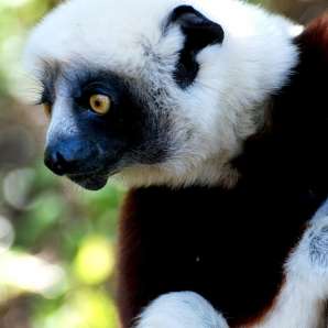 Madagaskar_ja_Komorit/Madagaskar-lemur-04f