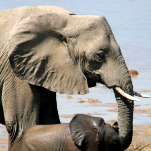 Malawi-Sambia/kaingo-elephant-calf