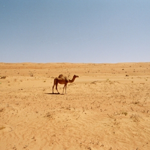 Omanin_kiertomatka/Desert---camel