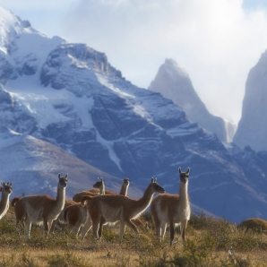 Patagonian-vaellus/AdobeStock_109275563