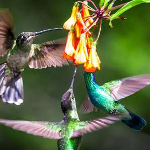 Reilusti_maailmalla/Reilusti_Costa_Ricassa/Premium/Hummingbirds--Photo-by-Alex-Arias-P